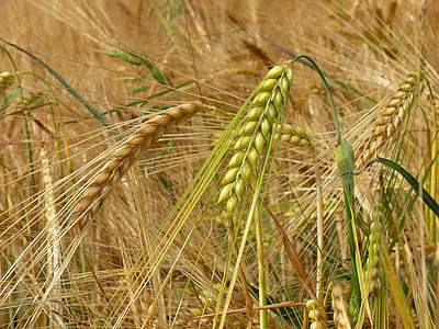 大麦, 谷物, 字段, 穗状花序, 夏季, 收获, 农业