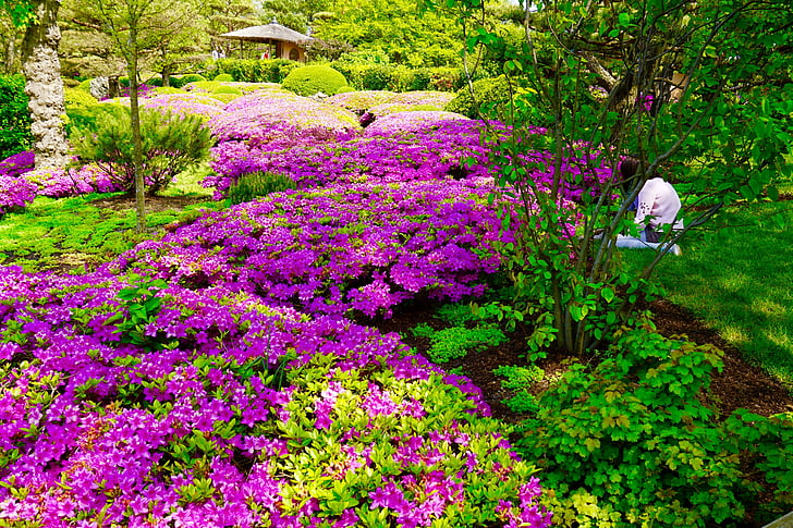 giardino botanico, giardino giapponese, paesaggio, Rododendro, rosa, fiori, giardino
