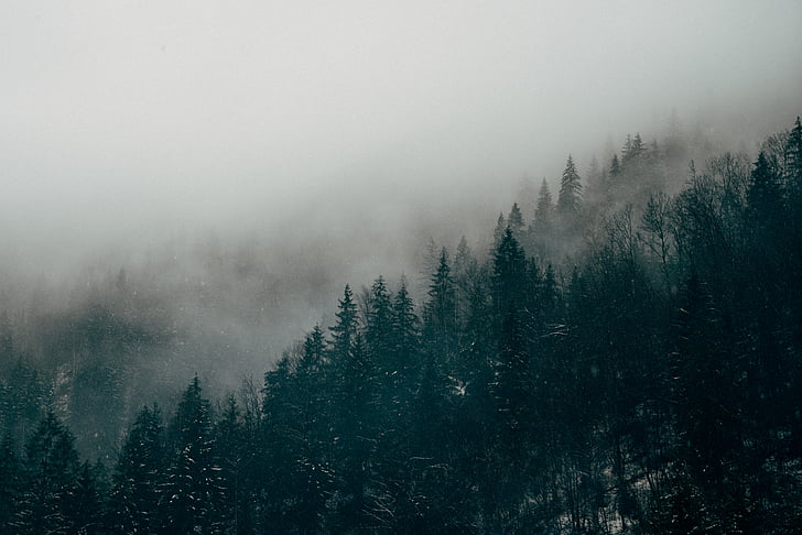 nebbia, nebbioso, foresta, nebbia, Pines, alberi, natura