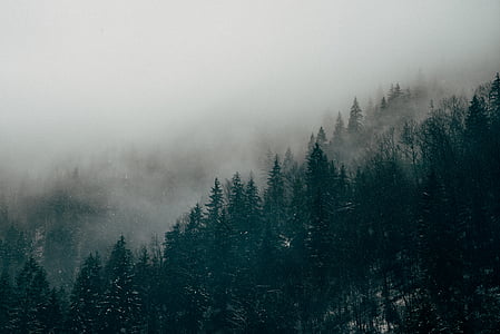 fog, foggy, forest, mist, pines, trees, nature