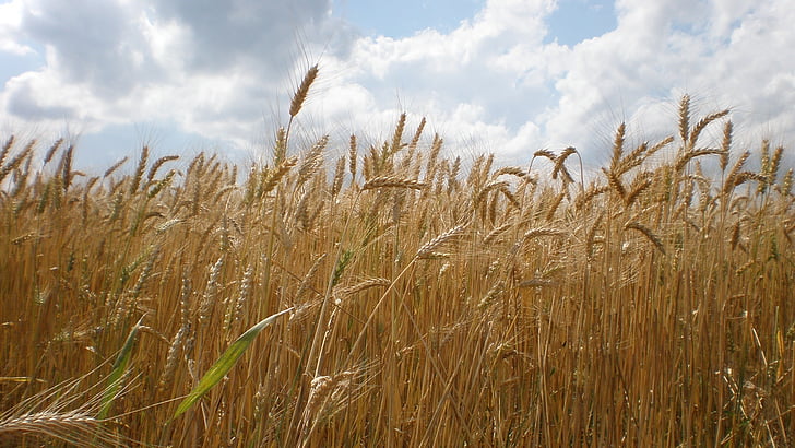o grão, orelhas, a produção de grãos, trigo, Verão, natureza, agricultura