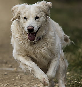Złoty Pies myśliwski, biały, pies, zwierząt, Złoty, Hundeportrait, Natura