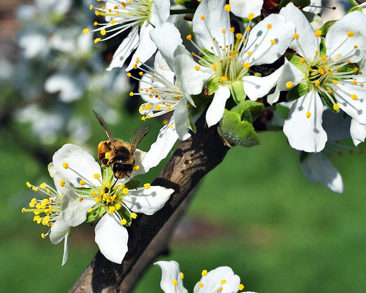 bee, pollination, flower, plum, garden, insect, pollen