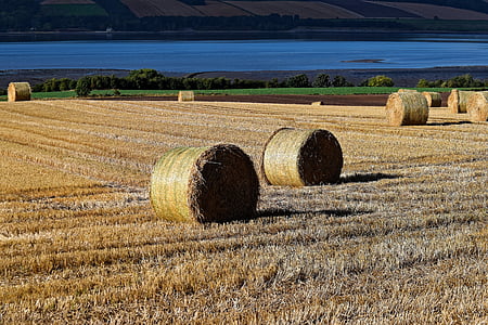 hay, bales of hay, hay bales, farm, bale, straw, agriculture