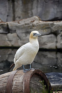 northern gannet, bird, animal, white, water bird, nature, beak