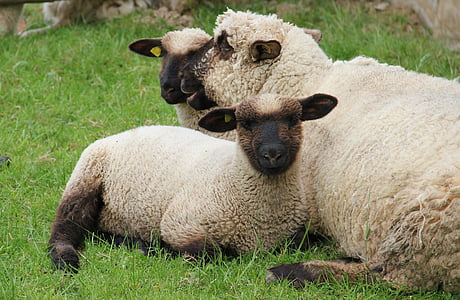Pecora testa vestfaliano nero, agnelli, pecore, pascolo, natura, giovani, primavera