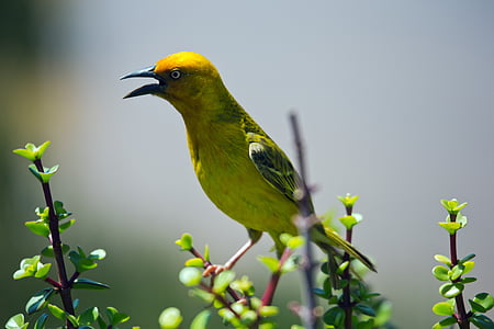 dzeltenā audējputns, putns, savvaļas dzīvnieki, spalva, krāsains, spalvas