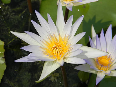 fleur, Nymphaea, lis d’eau, nature, étang, nénuphars Lotus, pétale