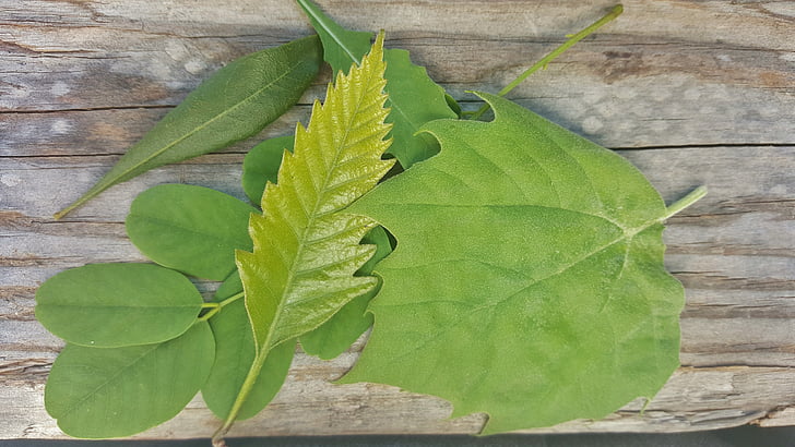Leaf, atstāj, kritums, zaļa, šķirne, kontrasts, zaļumi