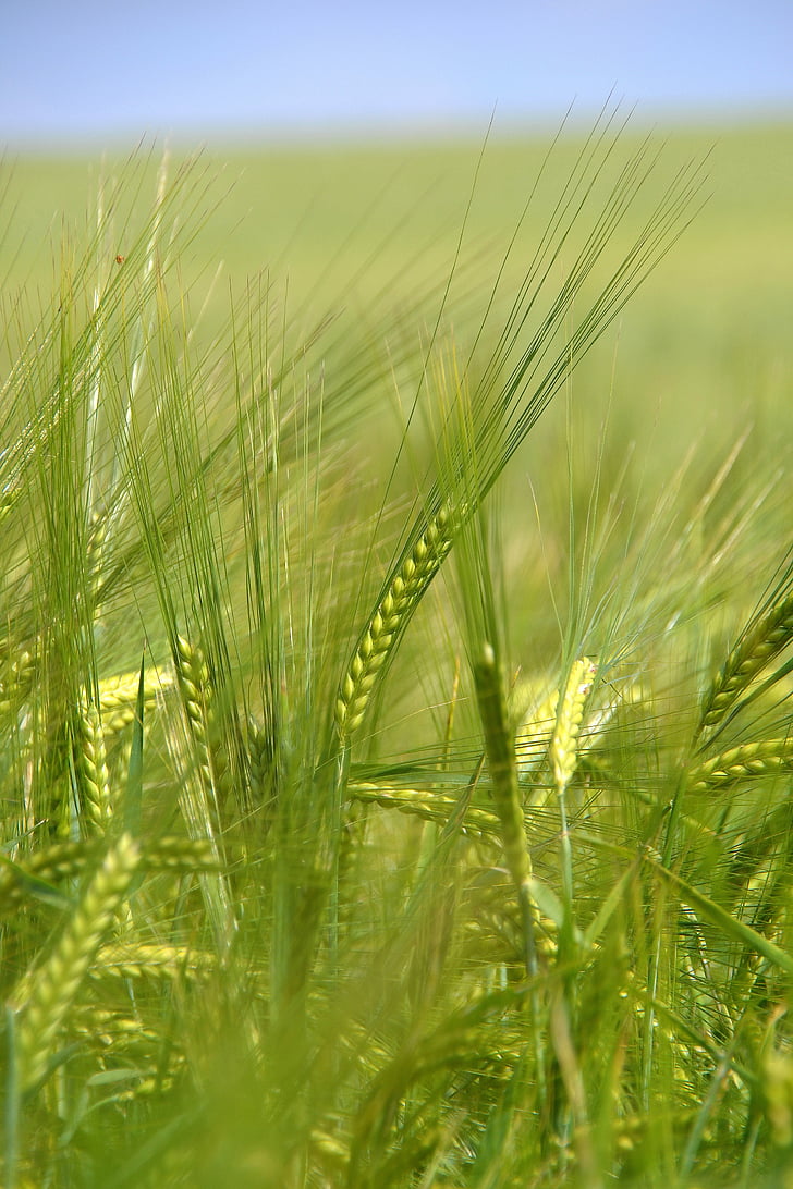 mùa hè, Thiên nhiên, cảnh quan, đồng cỏ, nông nghiệp, lúa mì, cây ngũ cốc