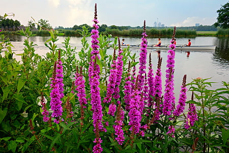 lisimaquia púrpura, Lythrum, flor, planta, florece, flores silvestres, Río
