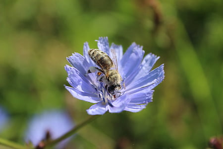 цвете, пчела, опрашване, Пролет, насекоми, пчелите при работа, природата