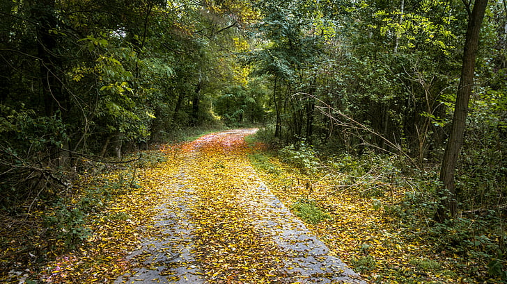 otoño, bosque, hojas, naturaleza, árboles, Ruta de acceso, luz
