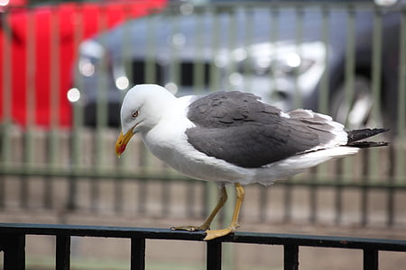 seagull, bird, water bird, seevogel, animal, wing