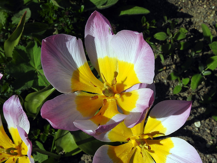 tulipano, Blossom, Bloom, primavera, fiori di primavera, fiore, chiudere