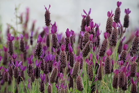 lavender, lavender flowers, purple, violet, inflorescence, lavender field, labiate flower