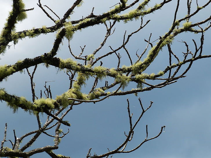 tree, branch, moist, lichen, sky, incomplete, nature