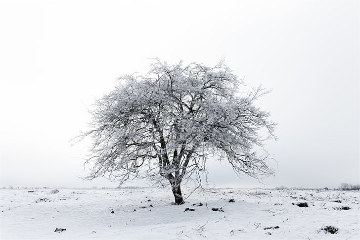 holé, strom, sníh, Zimní, LED, zmrazené, elán