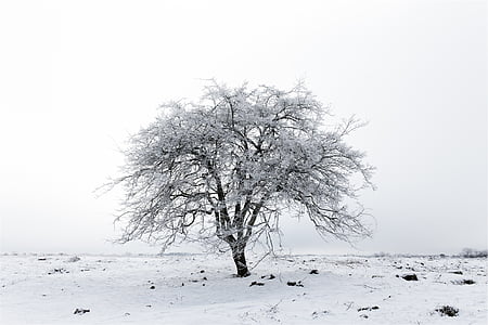 çıplak, ağaç, kar, Kış, buz, donmuş, Zing