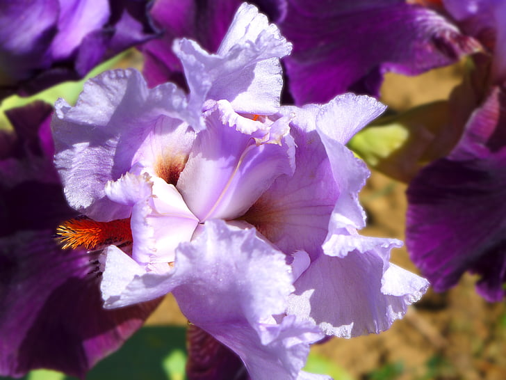 Iris, virág, lila, természet, növény, közeli kép:, szirom