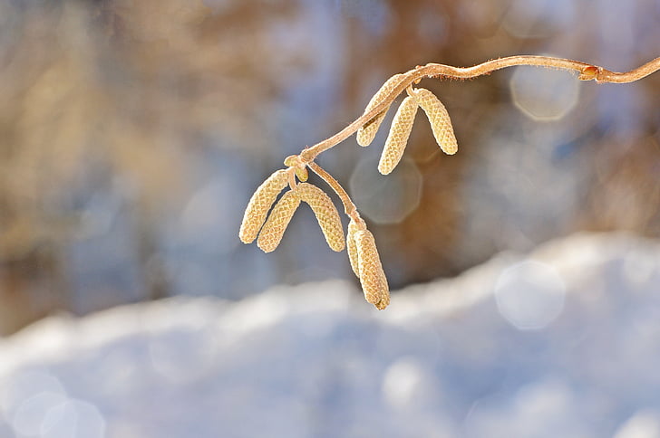 corkscrew hazel, branch, tree, plant, kahl, winter