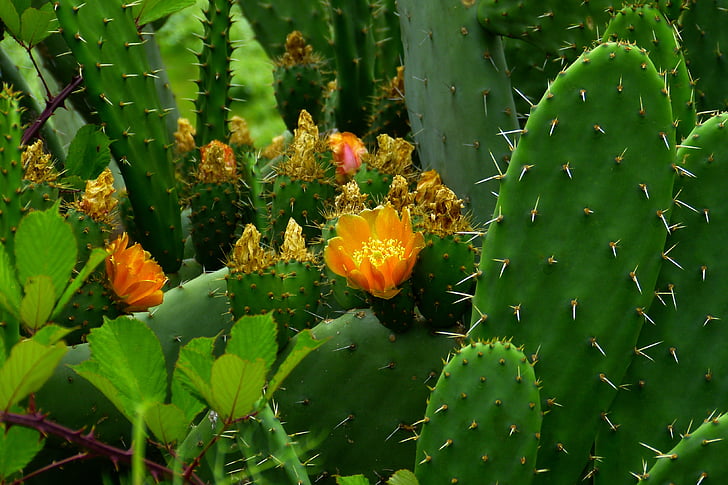 Cactus, plant, stekelig, natuur, Flora, orang, cactus broeikasgassen