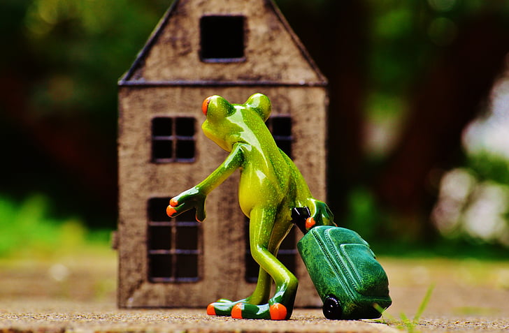 frog, arrive, home, funny, sweet, cute, figure