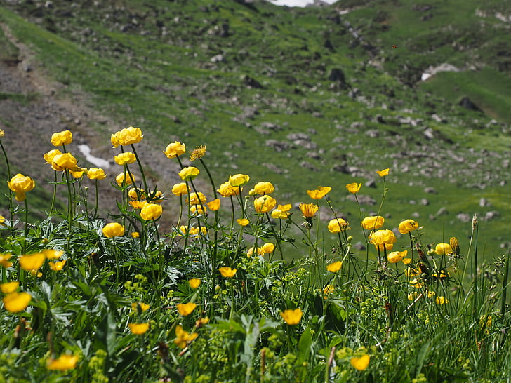 fleur de globe, fleurs, jaune, Trollius europaeus, hahnenfußgewächs, capitules or, bouton d’or