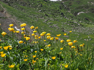bunga dunia, bunga, kuning, trollius europaeus, hahnenfußgewächs, capitula emas, Buttercup