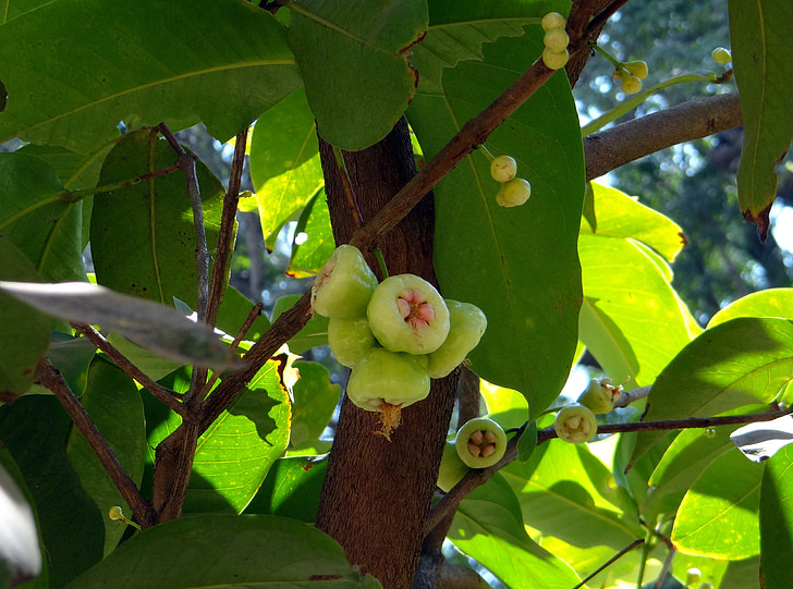 Syzygium jambos, arbre, pomme rose, fruits, Tropical, Inde