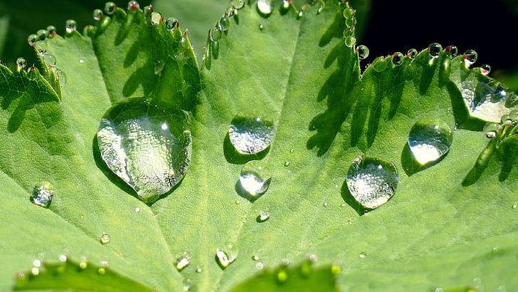 természet, levél, esőcsepp, zöld, növény, eső, zár