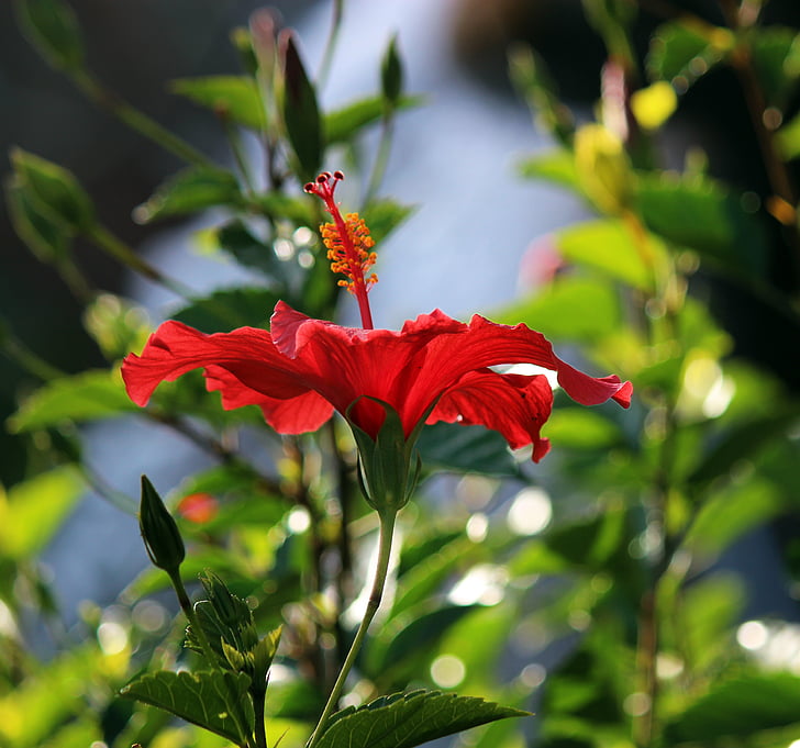 Hoa, Hibiscus, nhiệt đới, nở hoa, màu đỏ