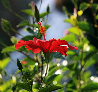 blomst, Hibiscus, Tropical, Bloom, rød