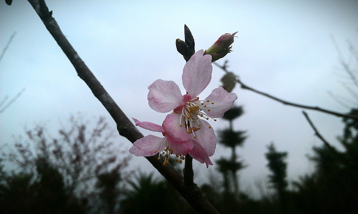 Flor-de-rosa 櫻, cerejeiras em flor, flor, planta