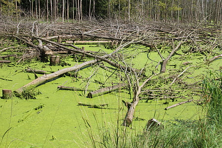 swamp, moor, green, water, forest, nature, landscape