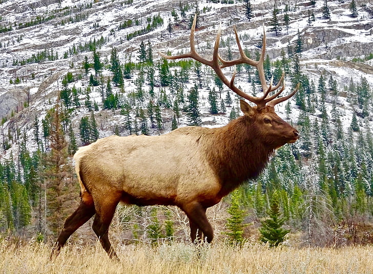 elk, bull, male, wildlife, antlers, wild, nature