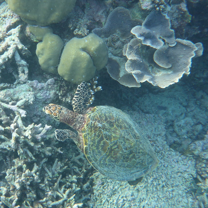 Maldiverna, vatten sköldpadda, paradis, havet, korallrev, Holiday, naturen