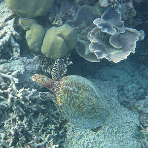 Maledivy, Vodné korytnačky, Raj, more, koralový útes, Dovolenka, Príroda