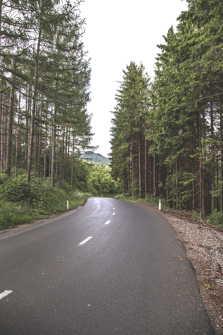 forest, road, tree, green, nature, landscape, outdoor