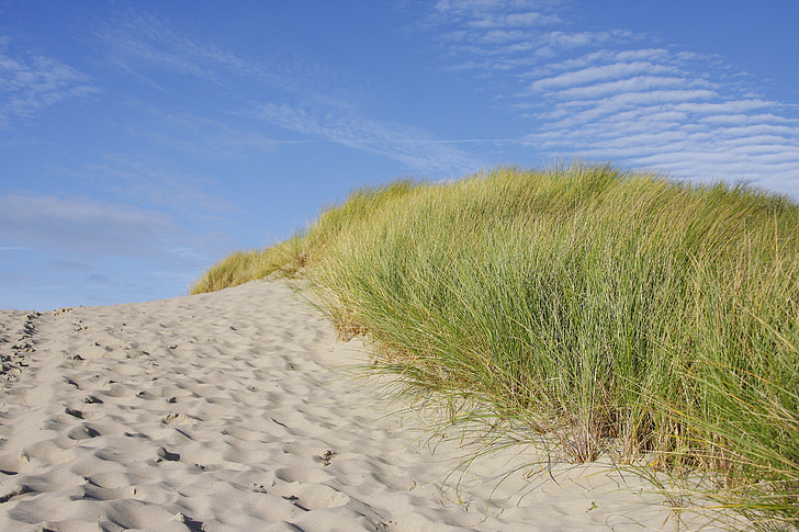 stranden, Dune, gräs, Nordsjön, kusten, Dune gräs, Nederländerna
