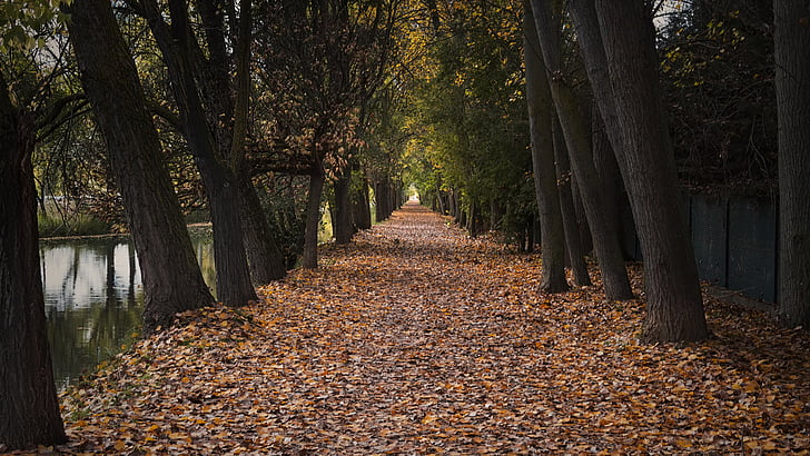 otoño, Ruta de acceso, Parque, Alameda, árboles, paisaje, naturaleza