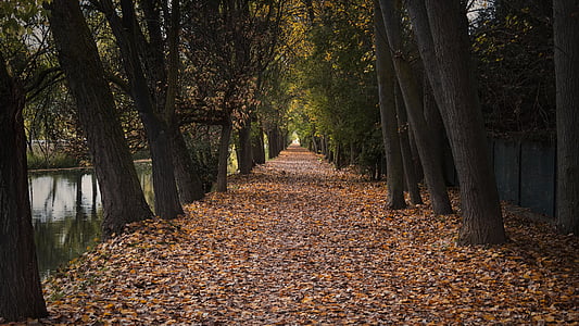 autumn, path, park, alameda, trees, landscape, nature