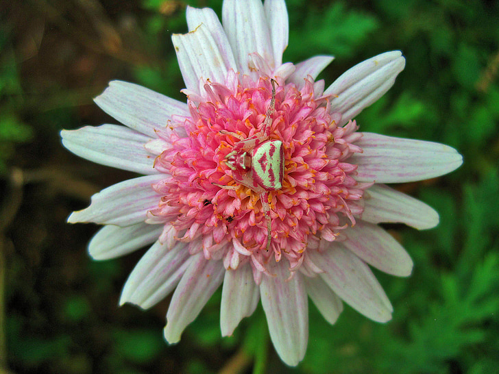 pink daisy, flower, daisy, pink, spider, crab, white