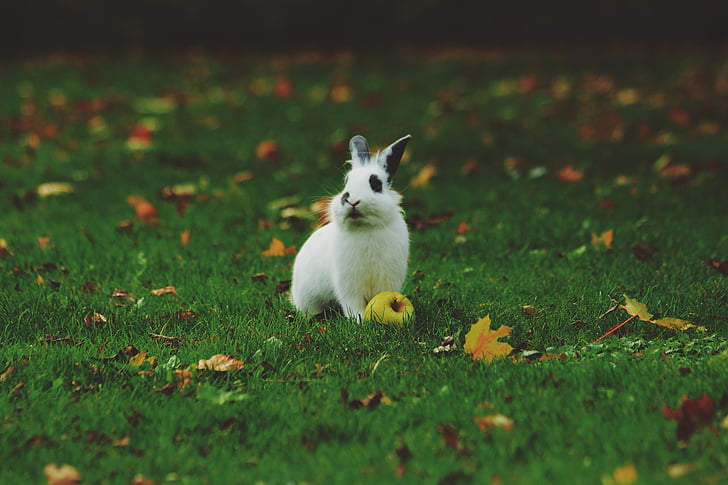 white, black, rabbit, green, grass, apple, leaf
