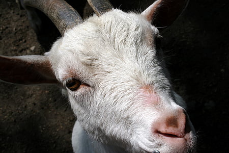 animal, white goat, farm, horns, enclosure, close, head