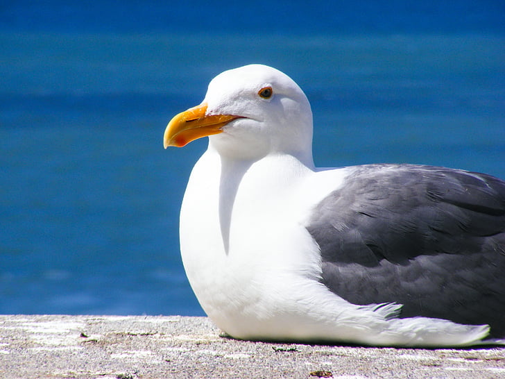 Seagull, fågel, fjäder, vatten, Ocean, Seagulls, Pacific