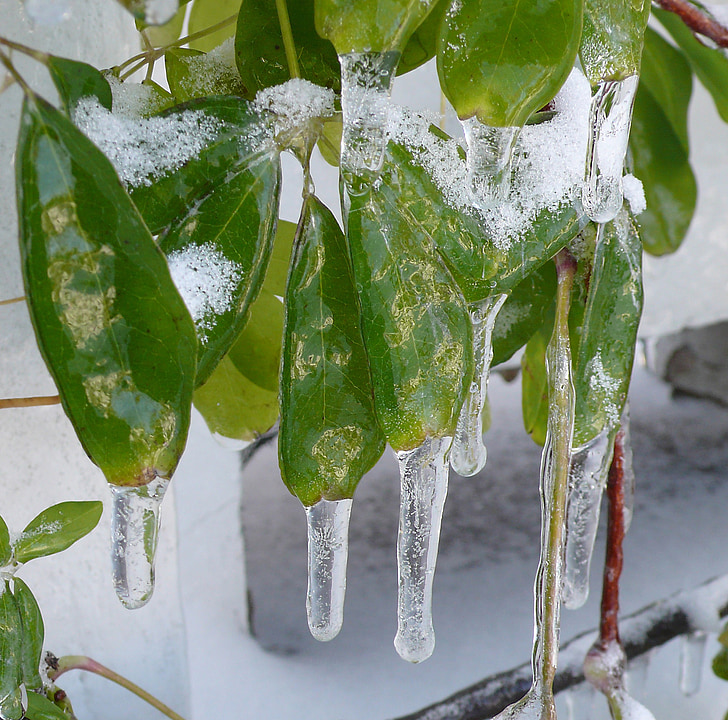 icicles, zing mưa, lá, cây nho, mùa đông, lạnh, thời tiết