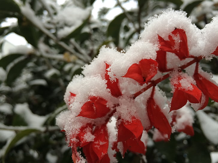 snežinka, rastlin, barva, božič, pozimi, sneg, drevo