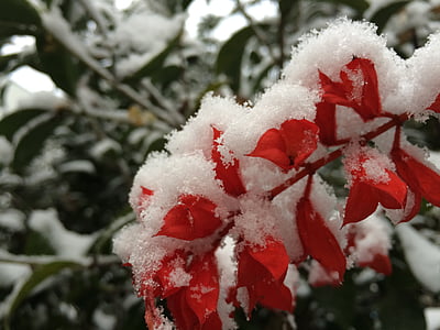 снежинка, завод, Цвет, Рождество, Зима, снег, дерево