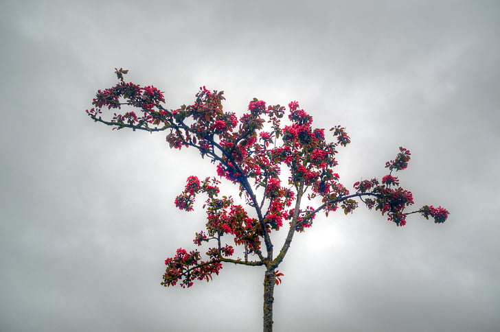 arbre, Sky, gris, nature, branches, fleur, floraison